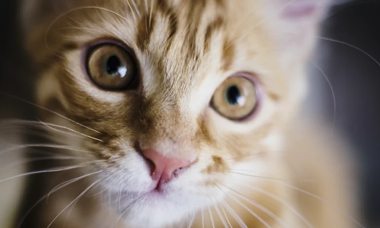 Is your Cat Psychic? Mine Sure Is! 