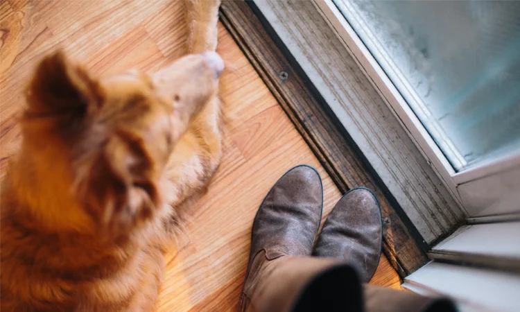 What is Animal Communication? (Book Excerpt)