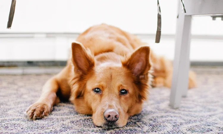 Lost Animals and Animal Communication