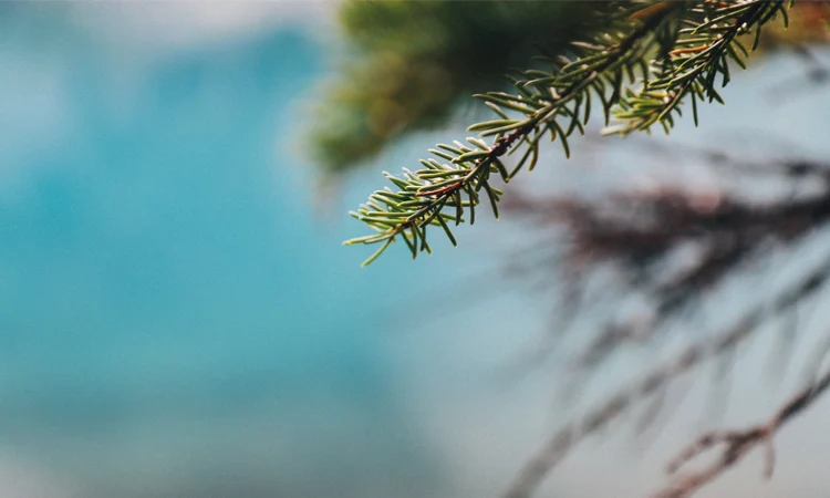 Channeled Message from Peace, A Living Word