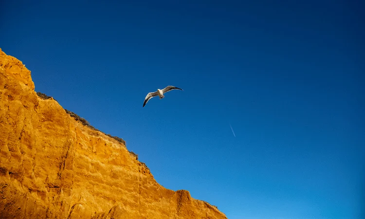 You are called to be a Prophet – Channeled Message