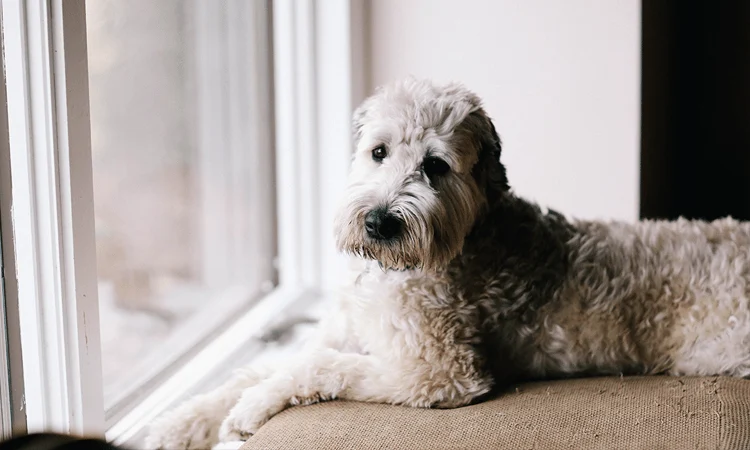 Animal Spirit Guides