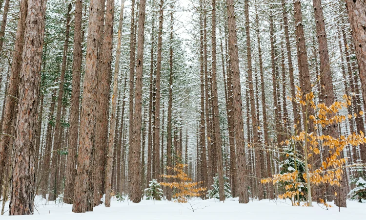 What Happens when We Die? – Show Notes from Charmed Life, Episode 3/12/17