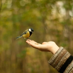 Trust Meditation, Mindfulness