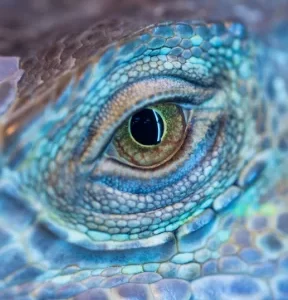 Meet Your Dragon Spirit Guide Journey