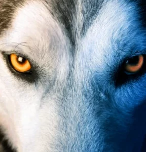 Spirit Animal Meditation