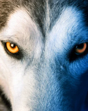 Today is the Wolf Moon and a Micro Moon!